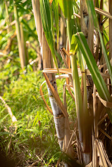 Pied de canne à sucre bio